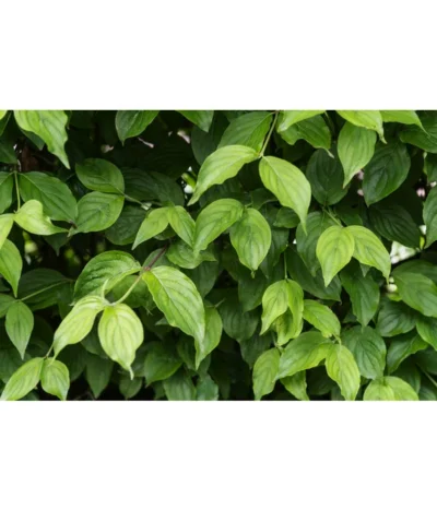 Kornelkirsche - Cornus Mas 10 Kornelkirsche - Cornus Mas -Haus Pflanzen Welt 7137110 PR DE 001 CornusMasKornelkirscheLuckner