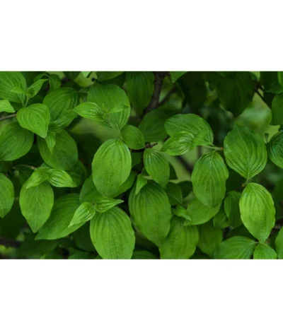 Kornelkirsche - Cornus Mas 11 Kornelkirsche - Cornus Mas -Haus Pflanzen Welt 7137110 PR DE 001 CornusMasKornelkirscheLucknerMai2015