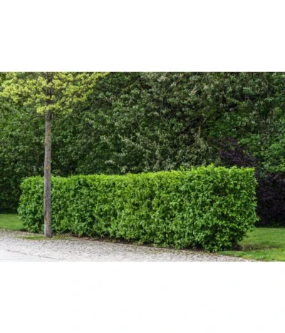 Kornelkirsche - Cornus Mas 9 Kornelkirsche - Cornus Mas -Haus Pflanzen Welt 7137110 PR MO 001 CornusMasKornelkirscheLucknerMai2015