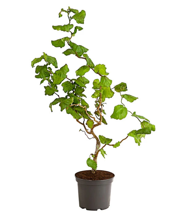 Korkenzieher-Hasel 'Contorta' 3 Korkenzieher-Hasel 'Contorta'