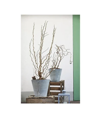 Korkenzieher-Hasel 'Contorta' -Haus Pflanzen Welt 7137805 PR MO 001 CorylusKorkenzieherhaselAvellanaTwister10LHelleborusshootingDehnerExpressHerzig