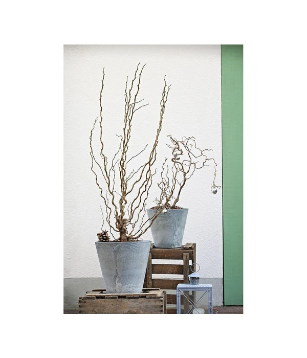 Korkenzieher-Hasel 'Contorta' 6 Korkenzieher-Hasel 'Contorta' – Bild 4