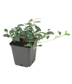 Kriechende Zwergmispel -Haus Pflanzen Welt 7143803 BildFS 001 ZwergmispelRadicansCotDammRadicans