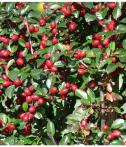 Kriechende Zwergmispel -Haus Pflanzen Welt 7143803 PR FS 001 KriechendeZwergmispelpixabay