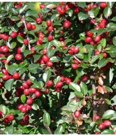 Kriechende Zwergmispel -Haus Pflanzen Welt 7143803 PR FS 001 KriechendeZwergmispelpixabay