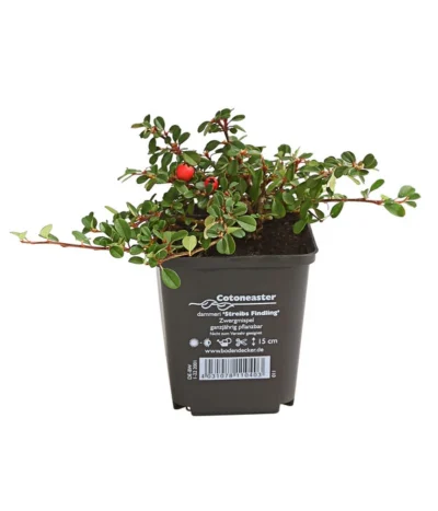 Zwergmispel 'Streibs Findling'