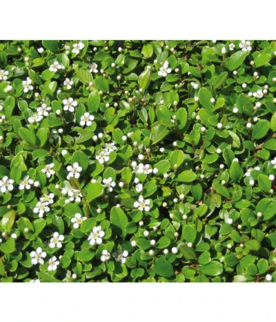 Zwergmispel 'Frieders Evergreen' -Haus Pflanzen Welt 7144538 BildD 001 ZwergmispelFriedersEvergreenCotFriedEvergreen