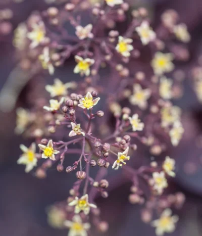 Perückenstrauch 'Royal Purple' -Haus Pflanzen Welt 7149503 PR DE 001 CotinusCoggygriaRoyalPurpleLuckner2014