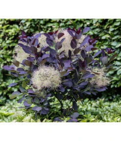 Perückenstrauch 'Royal Purple' 11 Perückenstrauch 'Royal Purple' -Haus Pflanzen Welt 7149503 PR MO 0002 CotinusCoggygriaRoyalPurple