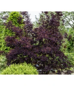 Perückenstrauch 'Royal Purple' 12 Perückenstrauch 'Royal Purple' -Haus Pflanzen Welt 7149503 PR MO 001 CotinusCoggygriaRoyalPurpleLuckner