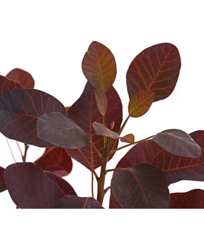 Perückenstrauch 'Royal Purple' -Haus Pflanzen Welt 7149503 WE DE 001 PerueckenstrauchCotinusRoyalPurple3LiterDehnerExpressHerzig