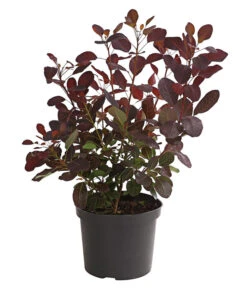 Perückenstrauch 'Royal Purple' 10 Perückenstrauch 'Royal Purple' -Haus Pflanzen Welt 7149503 WE FS 001 PerueckenstrauchCotinusRoyalPurple3LiterDehnerExpressHerzig