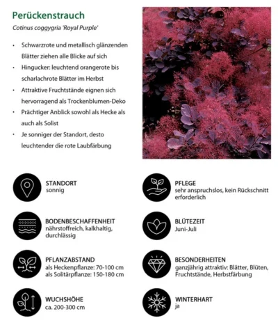 Perückenstrauch 'Royal Purple' -Haus Pflanzen Welt 7149503 WE IG 001 Perueckenstrauch