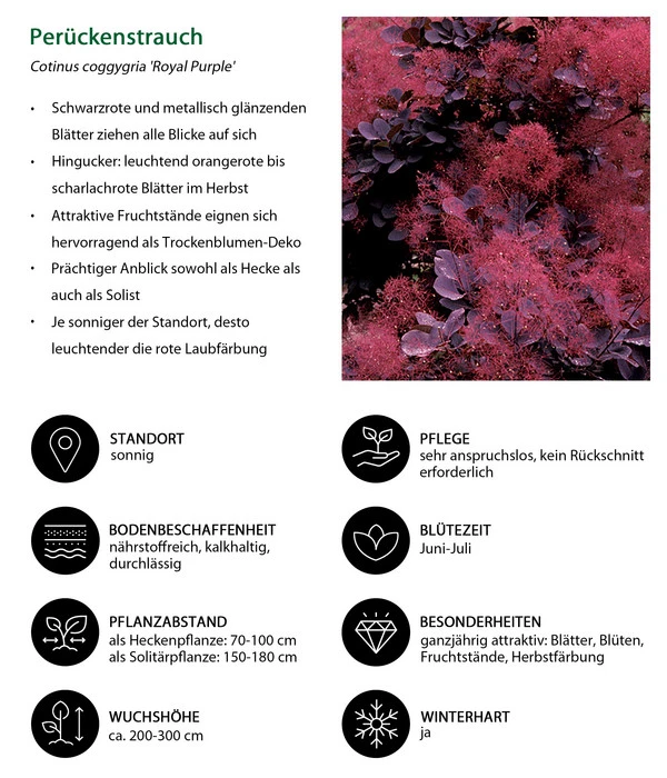 Perückenstrauch 'Royal Purple' 7 Perückenstrauch 'Royal Purple' – Bild 5