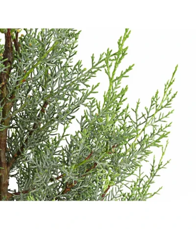 Arizona-Säulen-Zypresse 'Glauca' -Haus Pflanzen Welt 7156060 WE DE 001 CupressusZypresseArizonaFast10LDehnerExpressHerzig