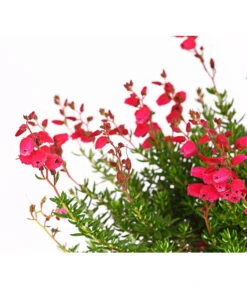 Irische Glockenheide -Haus Pflanzen Welt 7163009 WER DE 002 DaboeciaDehnerExpressHerzig