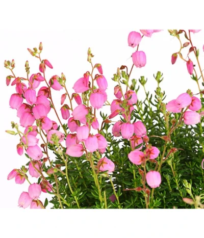 Irische Glockenheide -Haus Pflanzen Welt 7163009 WE DE 001 DaboeciaDehnerExpressHerzig