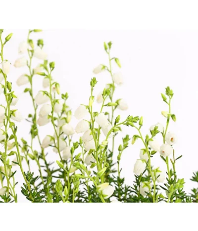 Irische Glockenheide -Haus Pflanzen Welt 7163009 WE DE 003 DaboeciaDehnerExpressHerzig