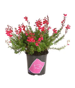 Irische Glockenheide -Haus Pflanzen Welt 7163009 WE FS 002 DaboeciaDehnerExpressHerzig