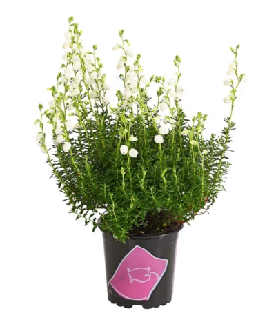 Irische Glockenheide -Haus Pflanzen Welt 7163009 WE FS 003 DaboeciaDehnerExpressHerzig