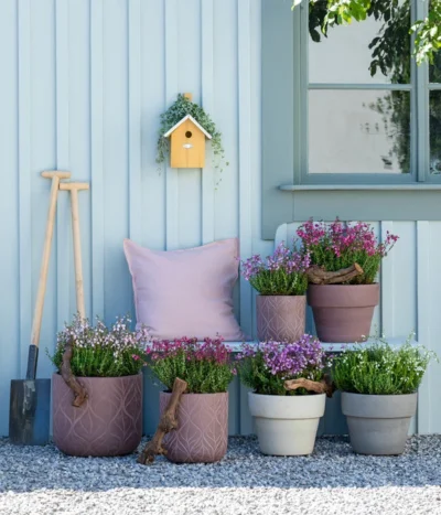 Irische Glockenheide -Haus Pflanzen Welt 7163009 WE MO 001 DaboeciaMixGlockenheide 2021 GC11 1