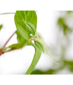 Prächtige Deutzie -Haus Pflanzen Welt 7166010 WE DE 001 DeutziaMagnificaDeutzie5LDehnerExpressZS