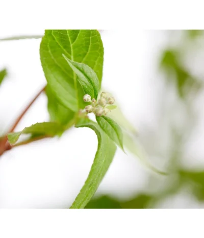 Prächtige Deutzie -Haus Pflanzen Welt 7166010 WE DE 001 DeutziaMagnificaDeutzie5LDehnerExpressZS