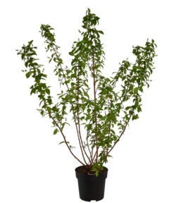 Prächtige Deutzie -Haus Pflanzen Welt 7166010 WE FS 001 DeutziaMagnificaDeutzie5L