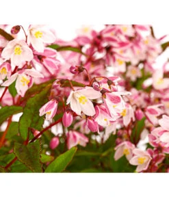 Rosa Maiblumenstrauch - Deutzie 'Yuki Cherry Blossom®'