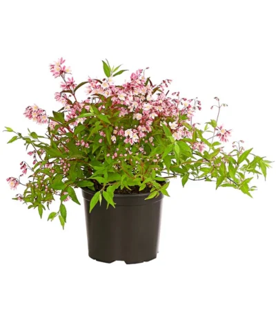 Rosa Maiblumenstrauch - Deutzie 'Yuki Cherry Blossom®' -Haus Pflanzen Welt 7166119 WE FS 001 DeutzYukiCherryBlossomDeutzia3LDehnerExpressHerzig