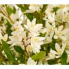 Maiblumenstrauch 'Yuki Snowflake®' -Haus Pflanzen Welt 7166127 WE DE 001 DeutzYukiSnowflakeDeutzia3LDehnerExpressHerzig