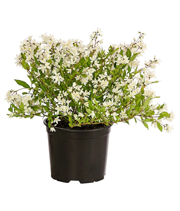 Maiblumenstrauch 'Yuki Snowflake®' 4 Maiblumenstrauch 'Yuki Snowflake®' – Bild 2