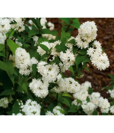 Prächtige Deutzie -Haus Pflanzen Welt 7166622 WE MO 001 GrossartigeDeutziePraechtigeDeutzieDeutzMagnifica