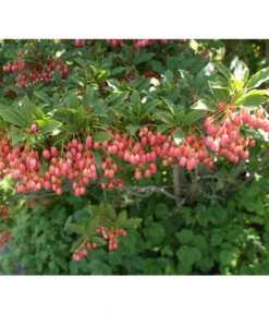 Prachtglocke 9 Prachtglocke -Haus Pflanzen Welt 7170749 BildD 001 PrachtglockeEnkianthusCampanulatus