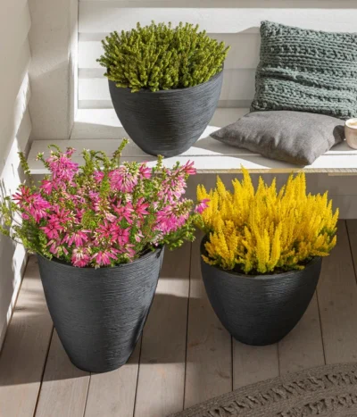 Südafrikanisches Heidekraut -Haus Pflanzen Welt 7172026 8225443 7172034 7172133 7172414 WE MO 001 EricaVerticillataSuedafrikanischesHeidekraut EricaArborea EricaCarnea BL21