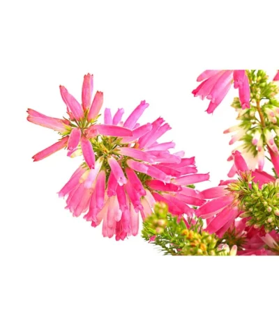 Südafrikanisches Heidekraut -Haus Pflanzen Welt 7172026 PR DE 001 EricaVerticitataT11DehnerExpressHerzig