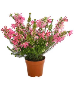 Südafrikanisches Heidekraut