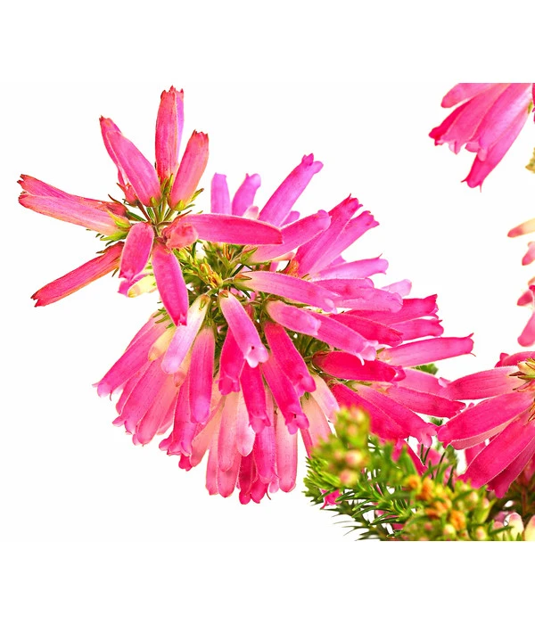 Beet- & Balkonset Heidenzauber, 6-teilig 6 Beet- & Balkonset Heidenzauber, 6-teilig – Bild 4