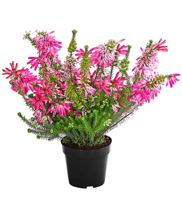 Beet- & Balkonset Heidenzauber, 6-teilig 5 Beet- & Balkonset Heidenzauber, 6-teilig – Bild 3