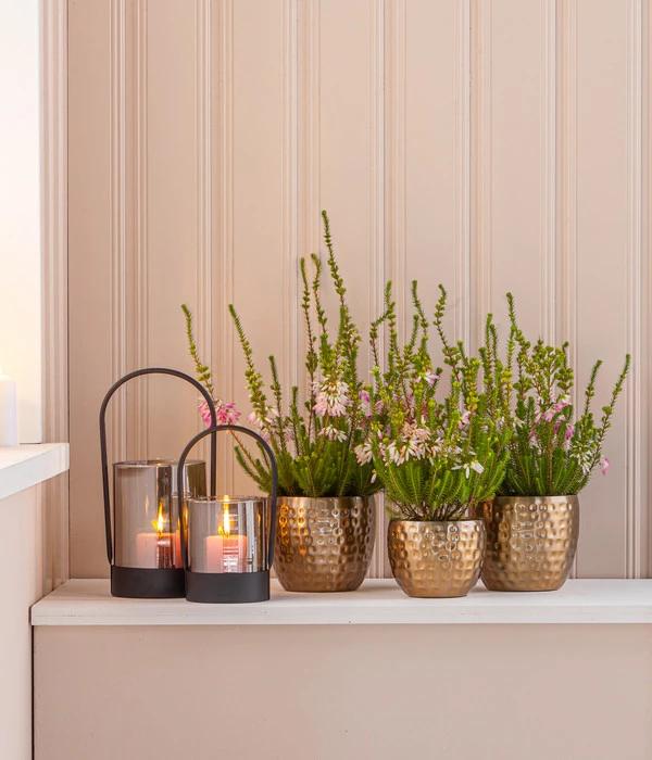 Südafrikanisches Heidekraut 4 Südafrikanisches Heidekraut – Bild 2