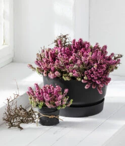 Schneeheide -Haus Pflanzen Welt 7172034 7172133 7172414 WE MO 001 Schneeheide