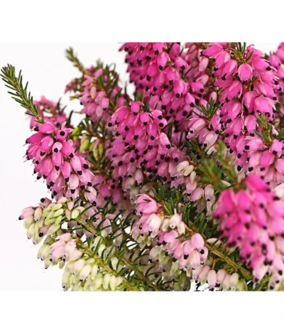 Schneeheide -Haus Pflanzen Welt 7172034 PR DE 001 EricacarnearosaT11DehnerExpressHerzig