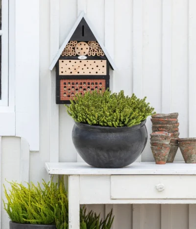 Schneeheide -Haus Pflanzen Welt 7172034 WE MO 001 Schneeheide FirstDinner