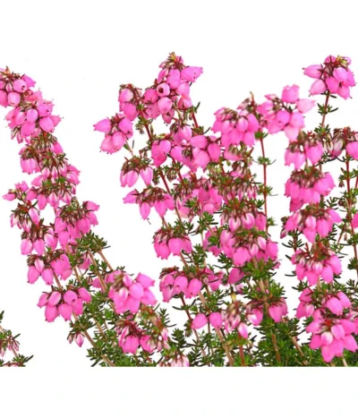 Graue Glockenheide, Verschiedene Farben -Haus Pflanzen Welt 7172521 WE DE 001 EricaCinereaGrauheideT10Herzig