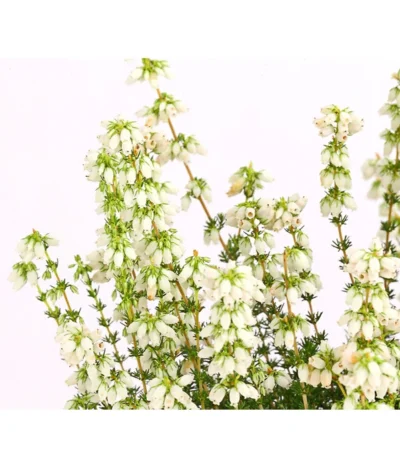 Graue Glockenheide, Verschiedene Farben -Haus Pflanzen Welt 7172521 WE DE 002 EricaCinereaGrauheideT10Herzig