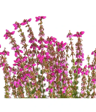 Graue Glockenheide, Verschiedene Farben -Haus Pflanzen Welt 7172521 WE DE 003 EricaCinereaGrauheideT10Herzig