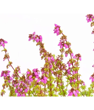 Graue Glockenheide, Verschiedene Farben -Haus Pflanzen Welt 7172521 WE DE 004 EricaCinereaGrauheideT10Herzig