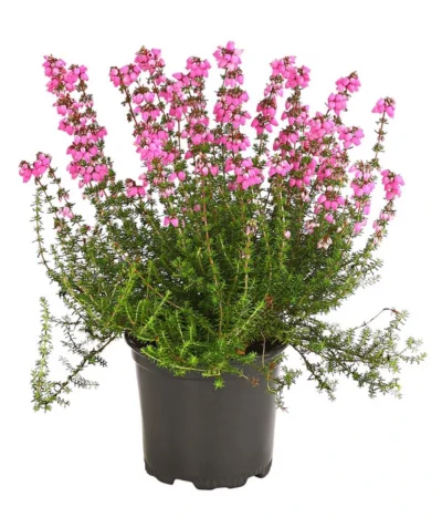 Graue Glockenheide, Verschiedene Farben -Haus Pflanzen Welt 7172521 WE FS 001 EricaCinereaGrauheideT10Herzig