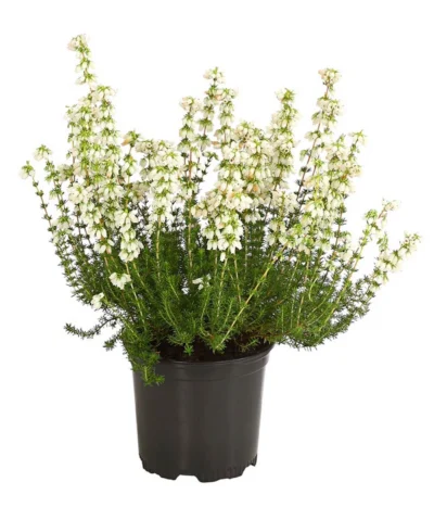 Graue Glockenheide, Verschiedene Farben -Haus Pflanzen Welt 7172521 WE FS 002 EricaCinereaGrauheideT10Herzig