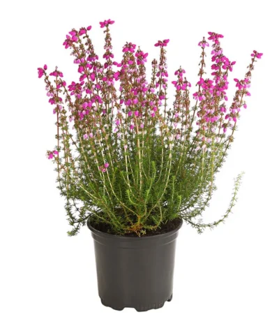 Graue Glockenheide, Verschiedene Farben -Haus Pflanzen Welt 7172521 WE FS 003 EricaCinereaGrauheideT10Herzig